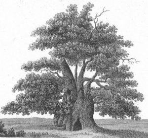 Major Oak by Major Hayman Rooke 1970